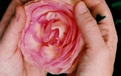 Unsere Schönheit und Liebe im Herzen bewußt wahrnehmen